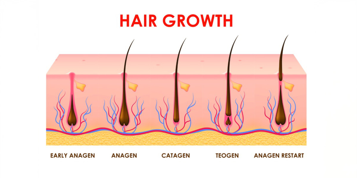 hair growth cycle