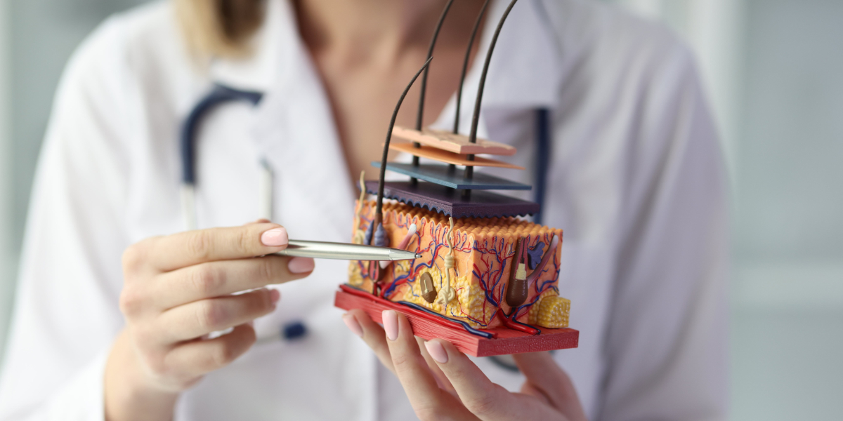 a doctor holding a parts of the scalp model while pointing the pen in it