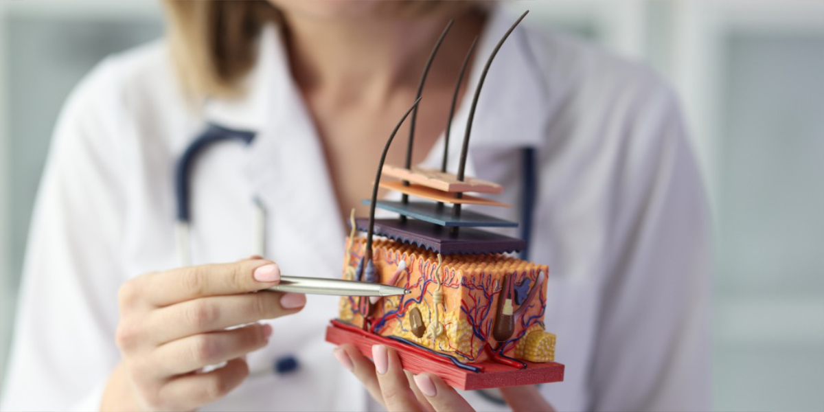 Layers of the scalp and hair health