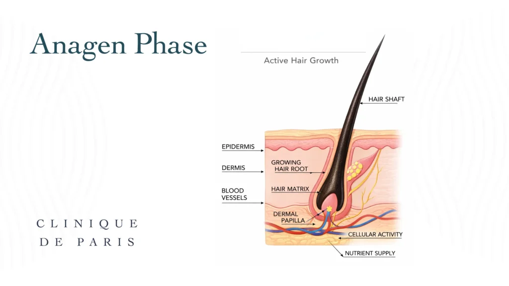 hair follicle in anagen growth phase